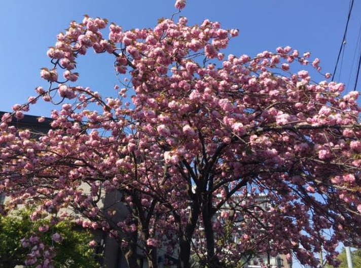f:id:chuokurashinet:20210412102418p:plain