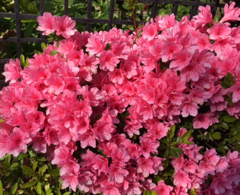 f:id:chuokurashinet:20210413093226p:plain