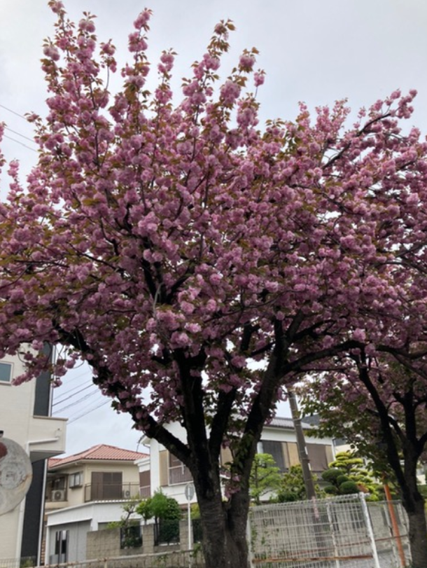 f:id:chuokurashinet:20210417191622p:plain