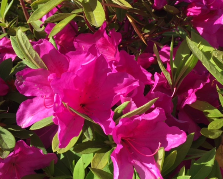 f:id:chuokurashinet:20210419074437p:plain
