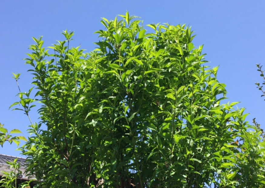 f:id:chuokurashinet:20210420154905p:plain