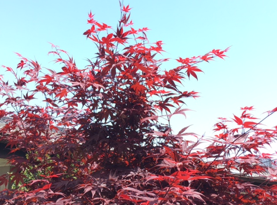 f:id:chuokurashinet:20210420154941p:plain