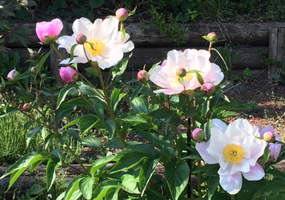 f:id:chuokurashinet:20210423053528p:plain