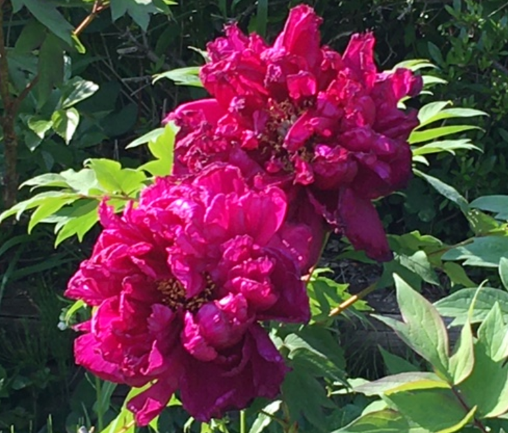 f:id:chuokurashinet:20210423053648p:plain