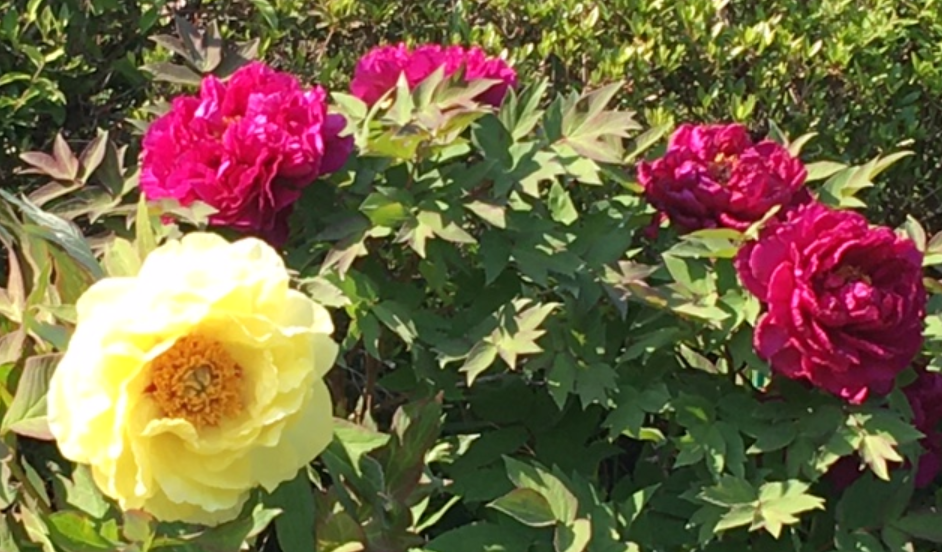 f:id:chuokurashinet:20210423053727p:plain