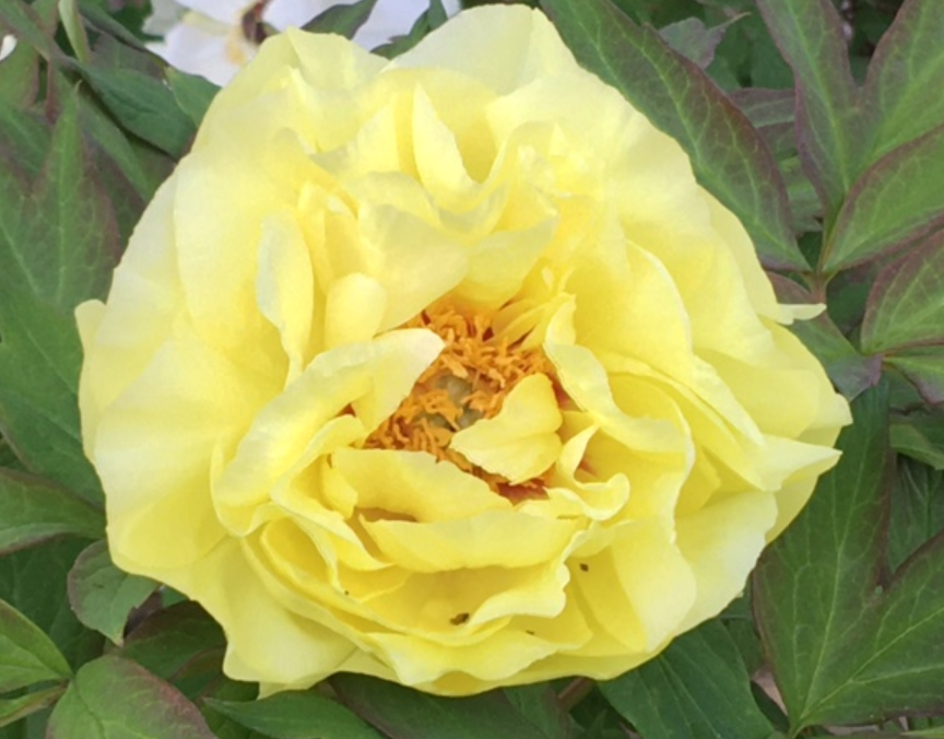 f:id:chuokurashinet:20210423053921p:plain