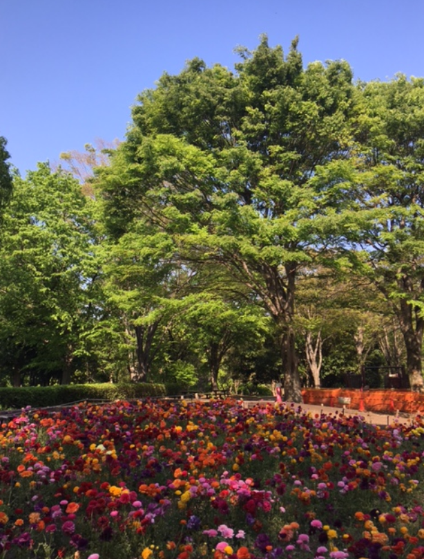 f:id:chuokurashinet:20210423060313p:plain