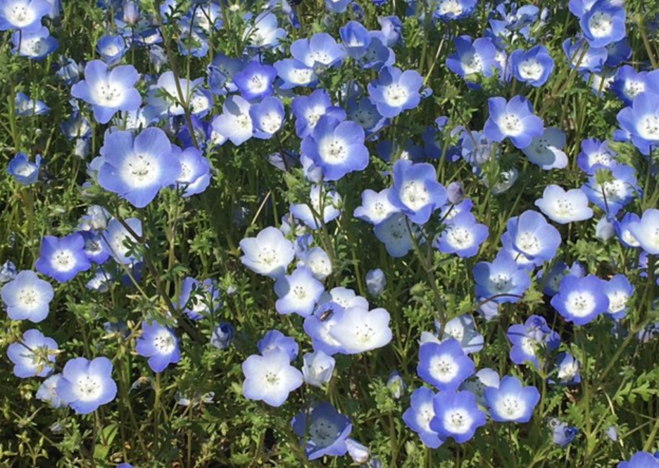 f:id:chuokurashinet:20210423060659p:plain