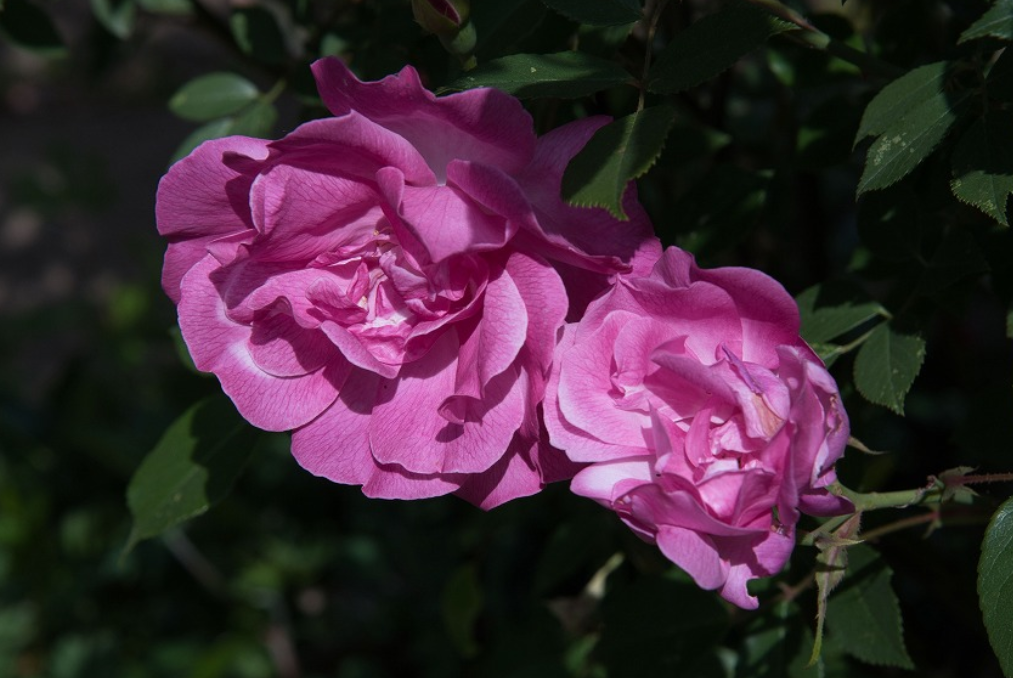 f:id:chuokurashinet:20210426080451p:plain