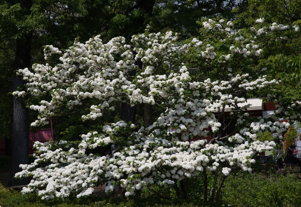 f:id:chuokurashinet:20210426080653p:plain