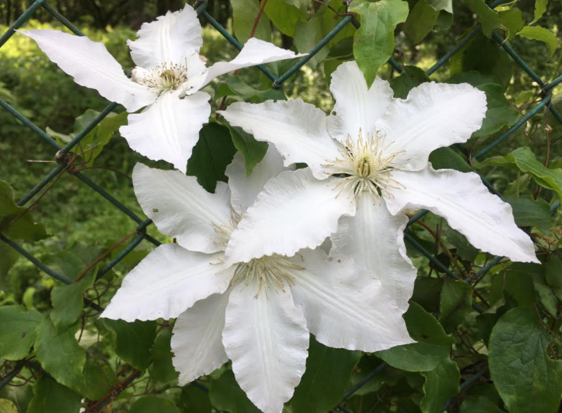 f:id:chuokurashinet:20210505092455p:plain