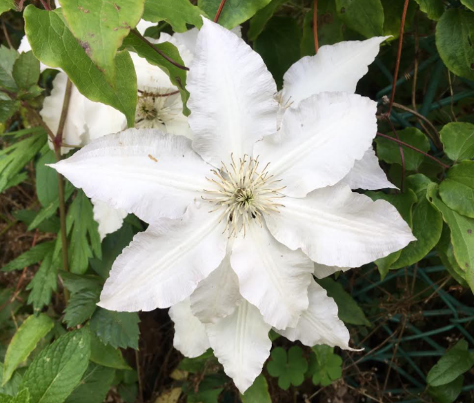 f:id:chuokurashinet:20210505092540p:plain