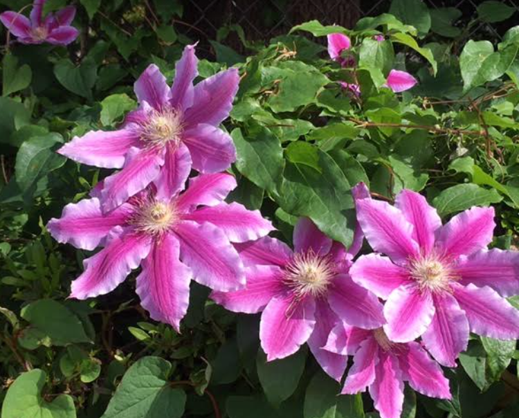 f:id:chuokurashinet:20210505092652p:plain