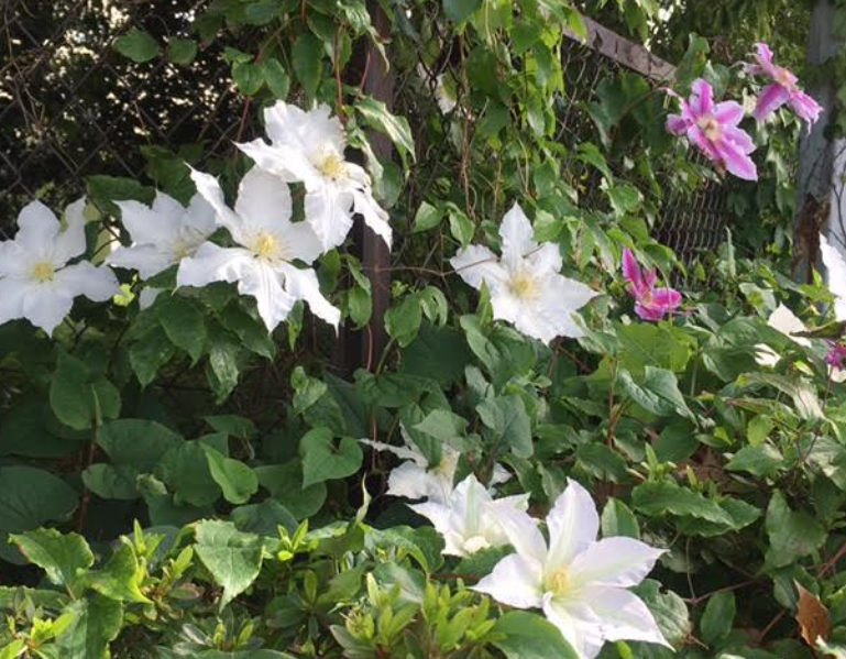 f:id:chuokurashinet:20210505092738p:plain