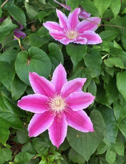 f:id:chuokurashinet:20210505092816p:plain