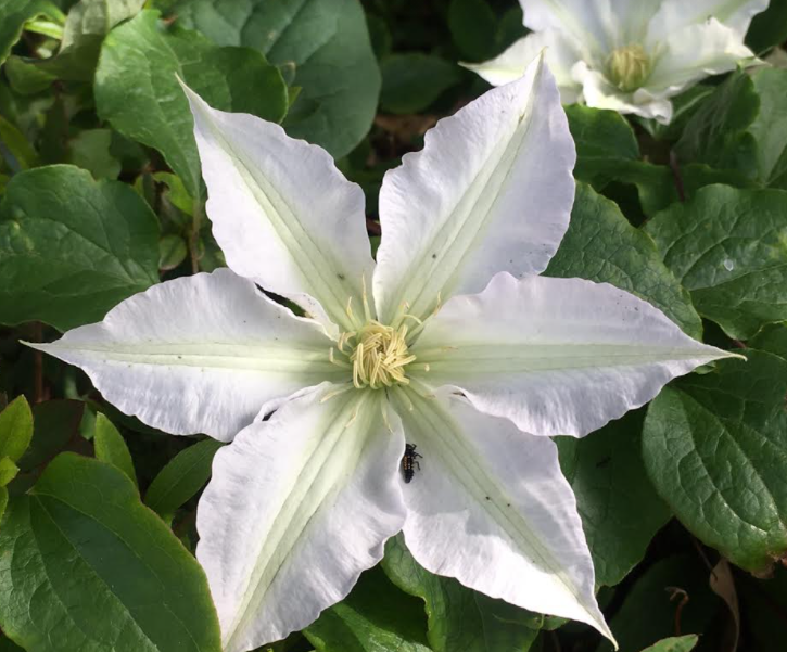 f:id:chuokurashinet:20210505092857p:plain