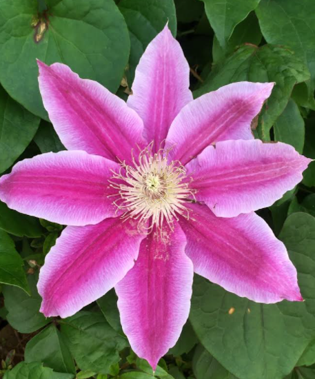 f:id:chuokurashinet:20210505092933p:plain