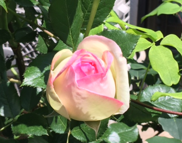 f:id:chuokurashinet:20210507121240p:plain