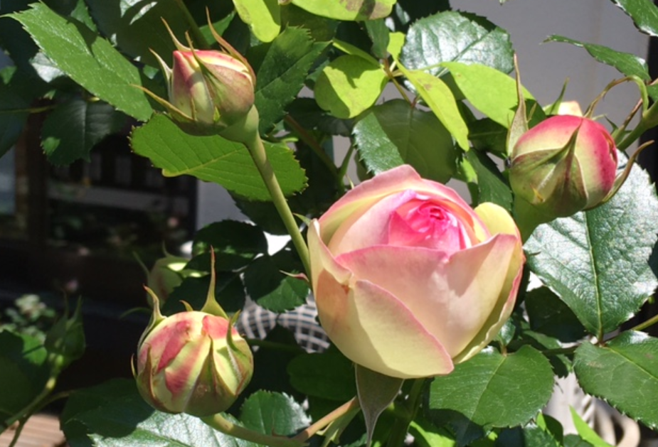 f:id:chuokurashinet:20210507121316p:plain
