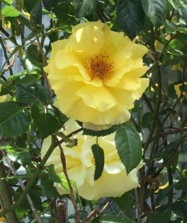 f:id:chuokurashinet:20210507132211p:plain
