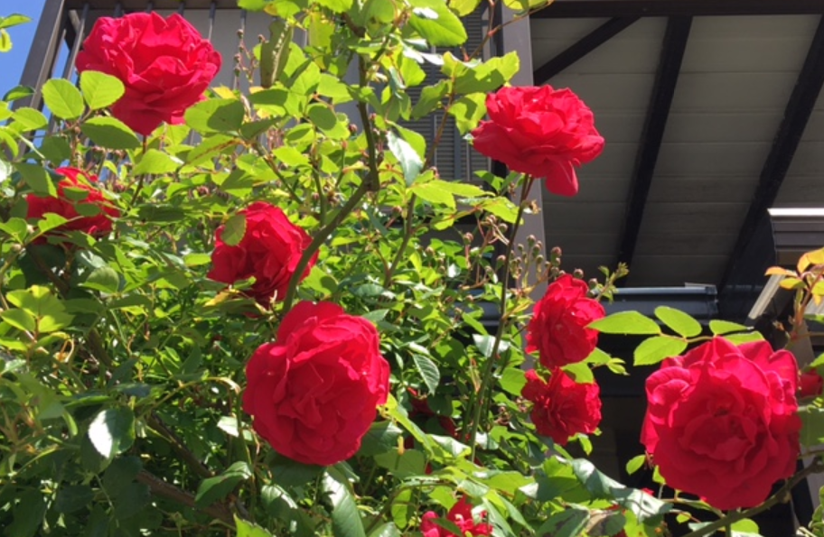 f:id:chuokurashinet:20210507132248p:plain