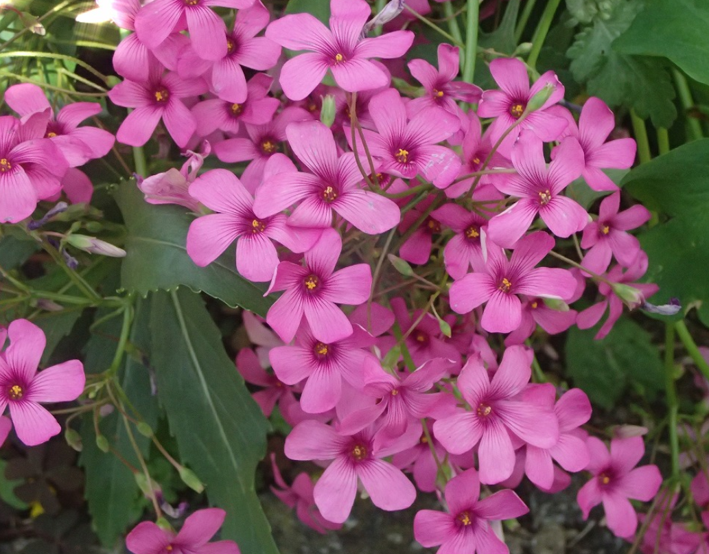 f:id:chuokurashinet:20210512070132p:plain