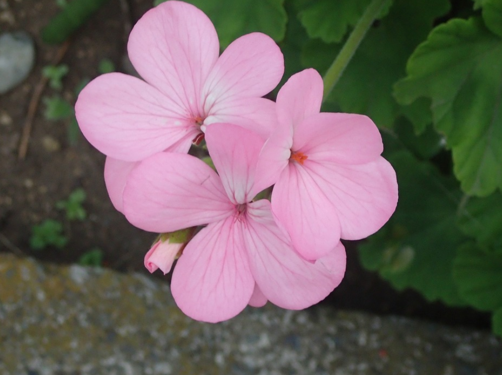 f:id:chuokurashinet:20210512070207p:plain