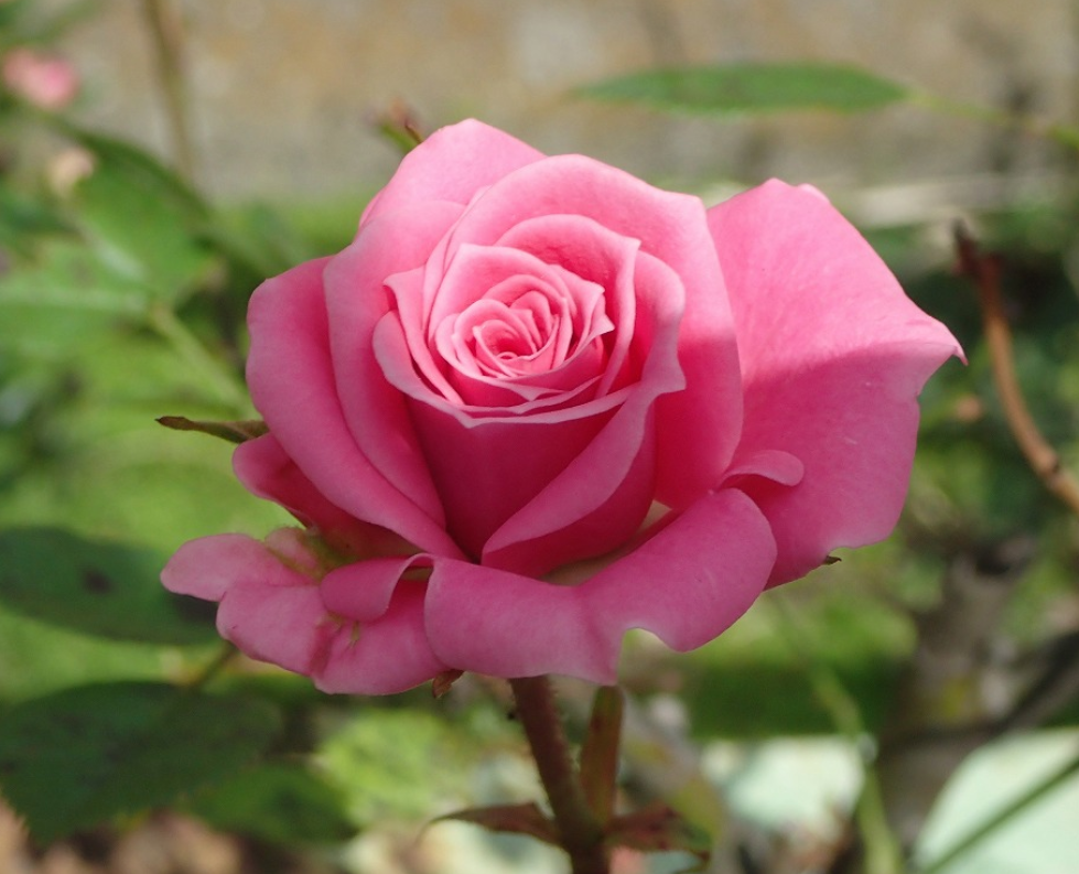 f:id:chuokurashinet:20210512070304p:plain