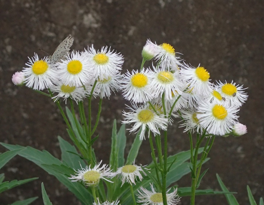 f:id:chuokurashinet:20210512070421p:plain