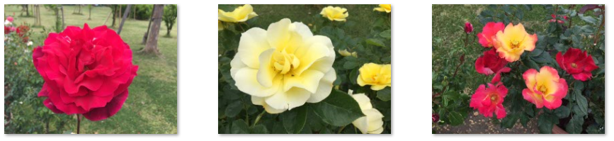 f:id:chuokurashinet:20210515121506p:plain