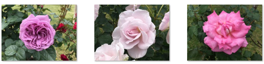 f:id:chuokurashinet:20210515121552p:plain