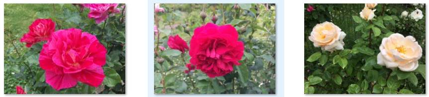 f:id:chuokurashinet:20210515121727p:plain