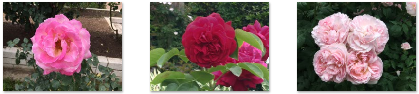 f:id:chuokurashinet:20210515121808p:plain