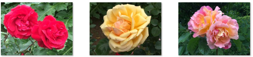 f:id:chuokurashinet:20210515121855p:plain