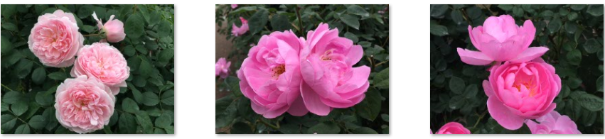 f:id:chuokurashinet:20210515121939p:plain