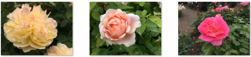 f:id:chuokurashinet:20210515122015p:plain