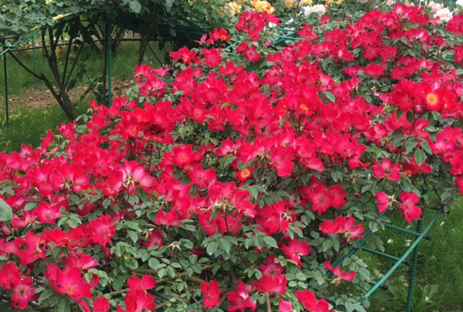 f:id:chuokurashinet:20210516105936p:plain