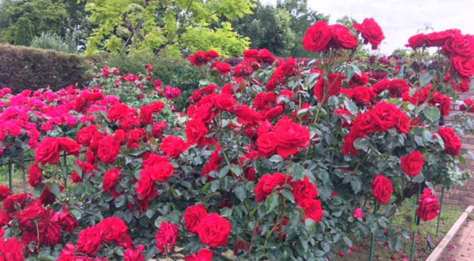 f:id:chuokurashinet:20210516110148p:plain