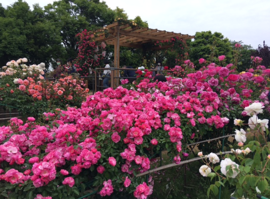 f:id:chuokurashinet:20210516110226p:plain