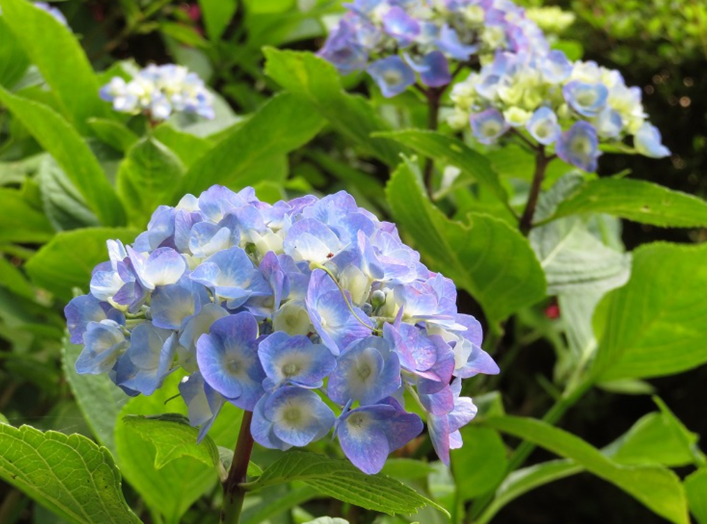 f:id:chuokurashinet:20210525063335p:plain