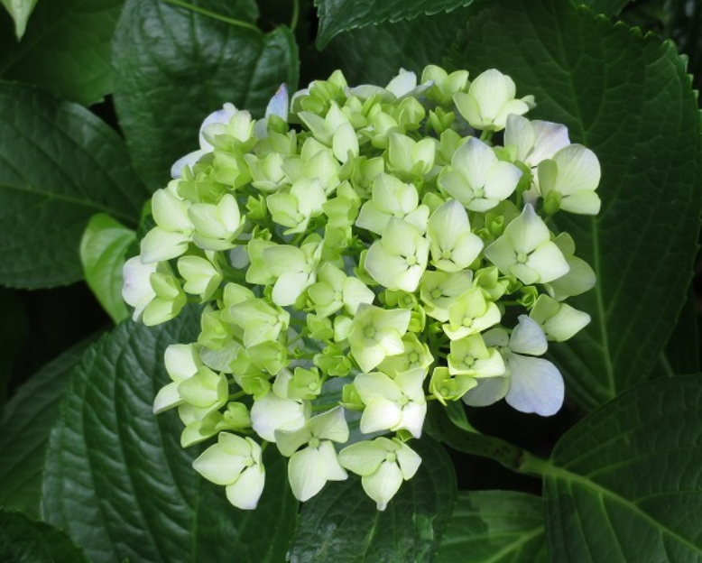 f:id:chuokurashinet:20210531122956p:plain