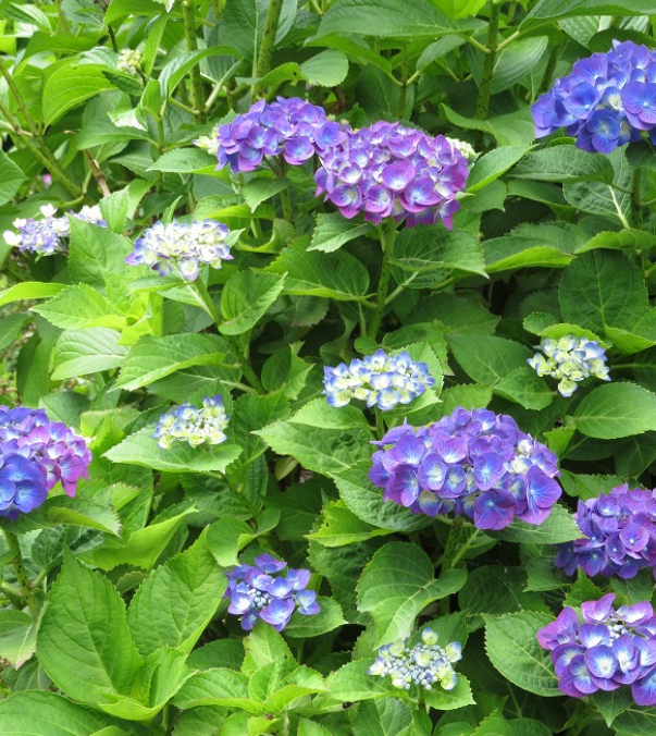 f:id:chuokurashinet:20210531123143p:plain