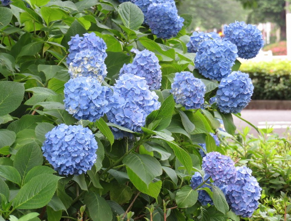 f:id:chuokurashinet:20210531123215p:plain