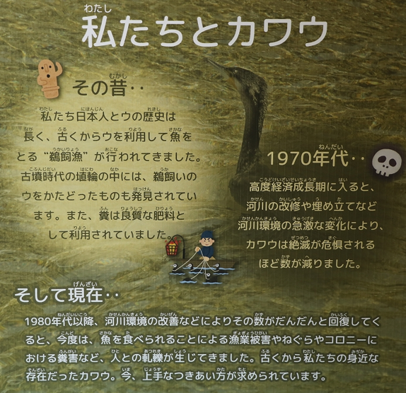 相模川ふれあい科学館のミニ企画展示「魚とり名人、カワウ」開催