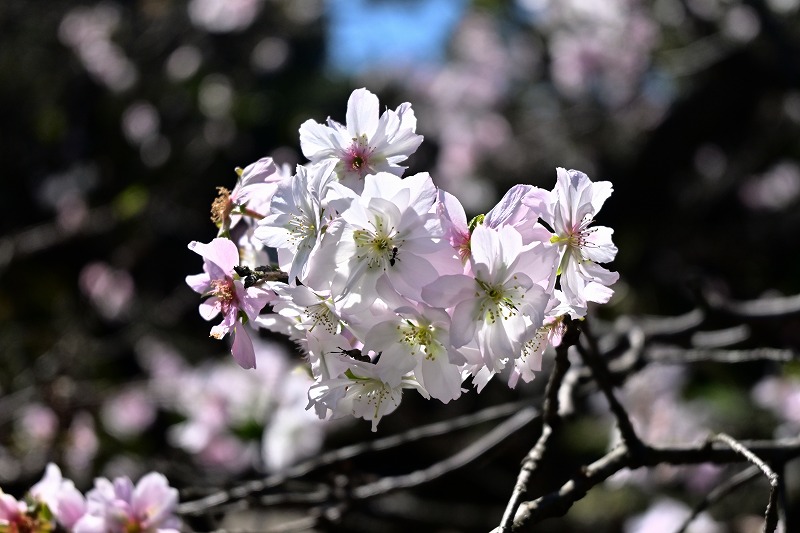 f:id:chuokurashinet:20211001080912j:plain