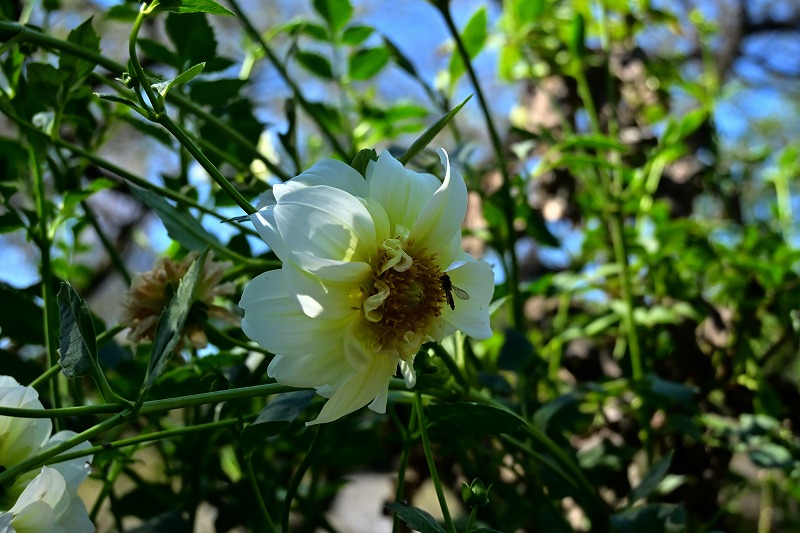 f:id:chuokurashinet:20211001081007j:plain