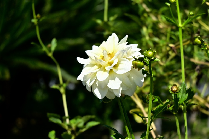 f:id:chuokurashinet:20211001081053j:plain