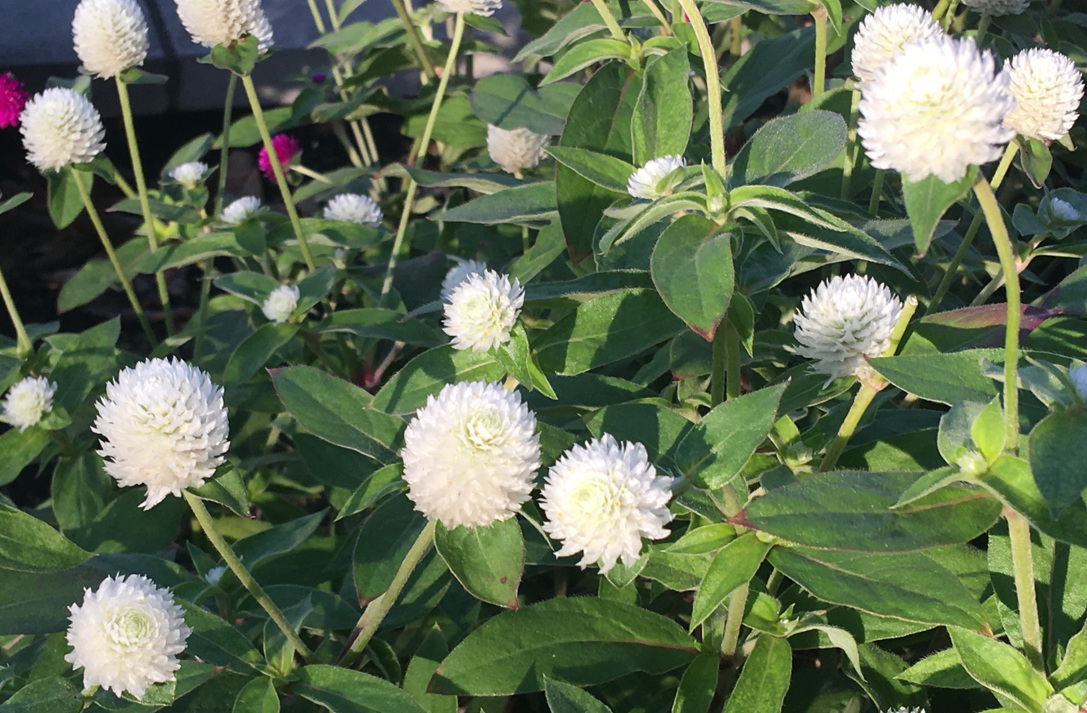 f:id:chuokurashinet:20211005110217p:plain