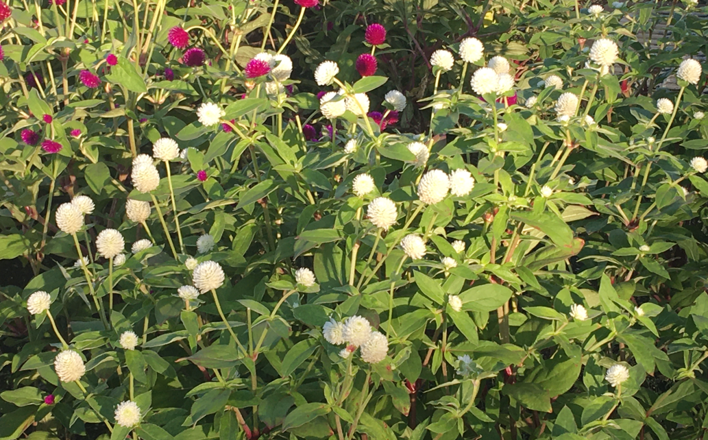 f:id:chuokurashinet:20211005110300p:plain