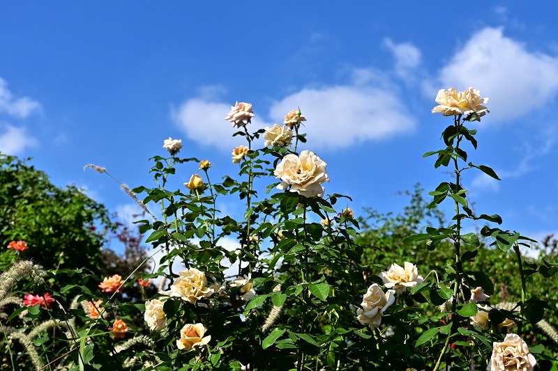f:id:chuokurashinet:20211015061958j:plain